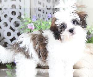 Zuchon Puppy for sale in MOUNT VERNON, OH, USA