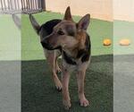 Small #2 Shepradors