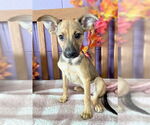 Small Feist Terrier Mix