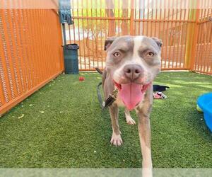 American Pit Bull Terrier-Unknown Mix Dogs for adoption in Las Vegas, NV, USA