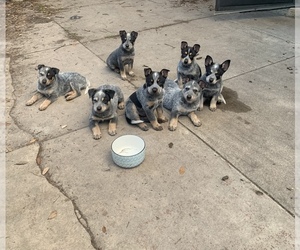 Australian Cattle Dog Puppy for sale in KISSIMMEE, FL, USA