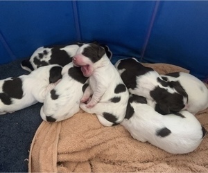 English Springer Spaniel Puppy for sale in PITTSFORD, NY, USA