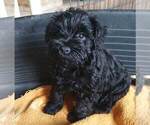 Small #4 Schnauzer (Miniature)