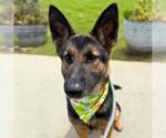 Small German Shepherd Dog