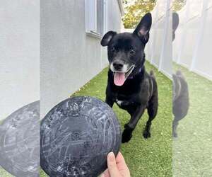 Sadie - Female Labrador Retriever-Unknown Mix Dog for Adoption - Photo #2