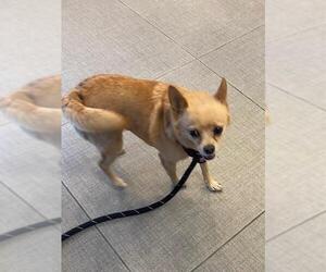 Chihuahua Dogs for adoption in Rancho Cucamonga, CA, USA