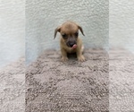 Puppy 1 Chiweenie-Jack Russell Terrier Mix