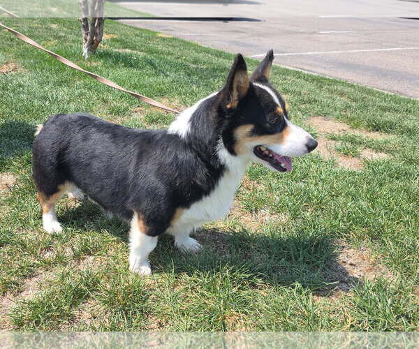 Medium Photo #4 Mutt Puppy For Sale in Denver , CO, USA