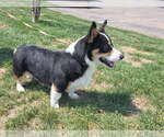 Small #3 Mutt