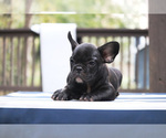 Small Photo #11 French Bulldog Puppy For Sale in LAWRENCEVILLE, GA, USA