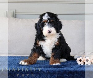 Bernedoodle (Miniature) Puppy for sale in NARVON, PA, USA