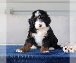Small Bernedoodle (Miniature)