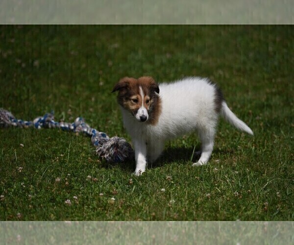 Medium Photo #6 Collie Puppy For Sale in PARIS, MI, USA