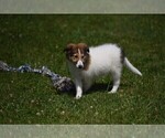 Small Photo #6 Collie Puppy For Sale in PARIS, MI, USA