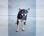 Small #2 Chihuahua