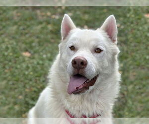 Siberian Husky Dogs for adoption in Ojai, CA, USA
