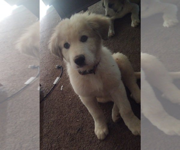Medium Photo #13 German Shepherd Dog-Great Pyrenees Mix Puppy For Sale in JONESBORO, GA, USA