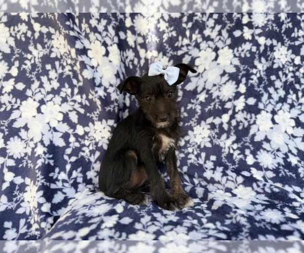 Medium Photo #6 Schnauzer (Miniature) Puppy For Sale in LAKELAND, FL, USA