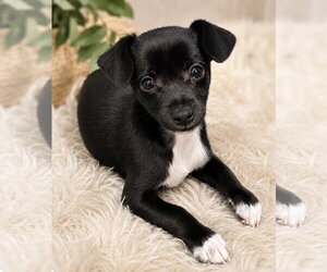 Chihuahua-Unknown Mix Dogs for adoption in Mechanicsburg, PA, USA