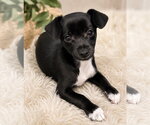 Small Chihuahua Mix