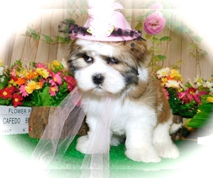 Shih Tzu Puppy for sale in HAMMOND, IN, USA