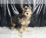 Small Photo #4 Goldendoodle (Miniature) Puppy For Sale in WARSAW, IN, USA