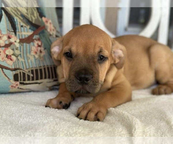 Medium Photo #13 American Staffordshire Terrier-Labrador Retriever Mix Puppy For Sale in Princeton, MN, USA