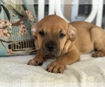 Small #12 American Staffordshire Terrier-Labrador Retriever Mix