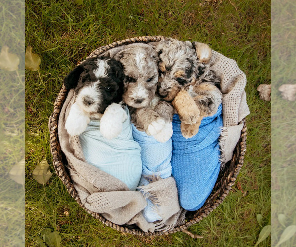 Medium Photo #5 Bernedoodle Puppy For Sale in BATTLE GROUND, WA, USA