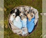 Small Photo #5 Bernedoodle Puppy For Sale in BATTLE GROUND, WA, USA