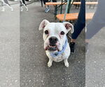 Small #1 Boxer Mix