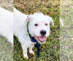 Small #1 Mutt