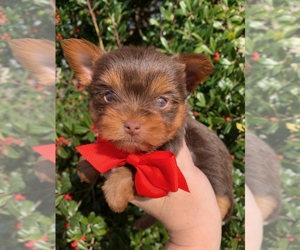 Medium Photo #1 Yorkshire Terrier Puppy For Sale in FRAMINGHAM, MA, USA