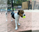 Small Photo #1 Jack Russell Terrier Puppy For Sale in DECKER PR, TX, USA