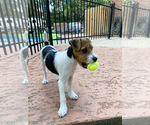 Small Jack Russell Terrier