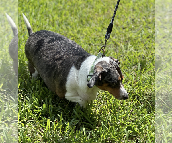 Medium Photo #5 Dachshund Puppy For Sale in Weston, FL, USA