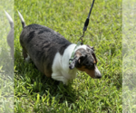 Small #4 Dachshund