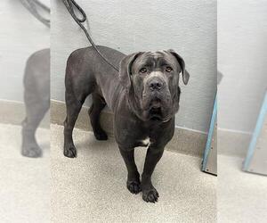 Mutt Dogs for adoption in Las Vegas, NV, USA
