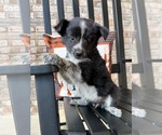 Small #2 Australian Cattle Dog-Border Collie Mix