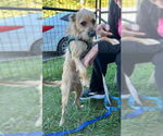Small #1 Mutt