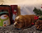 Small Photo #4 Cocker Spaniel Puppy For Sale in MCVEYTOWN, PA, USA