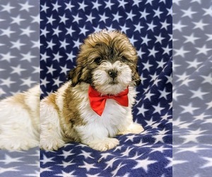 Zuchon Puppy for sale in NEW HOLLAND, PA, USA