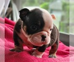Small Photo #16 Bulldog Puppy For Sale in BRANDON, FL, USA