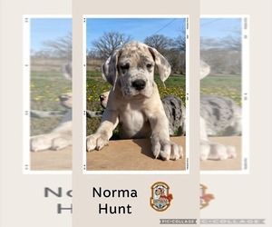Great Dane Puppy for sale in WHITE CITY, KS, USA