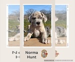 Image preview for Ad Listing. Nickname: Norma Hunt