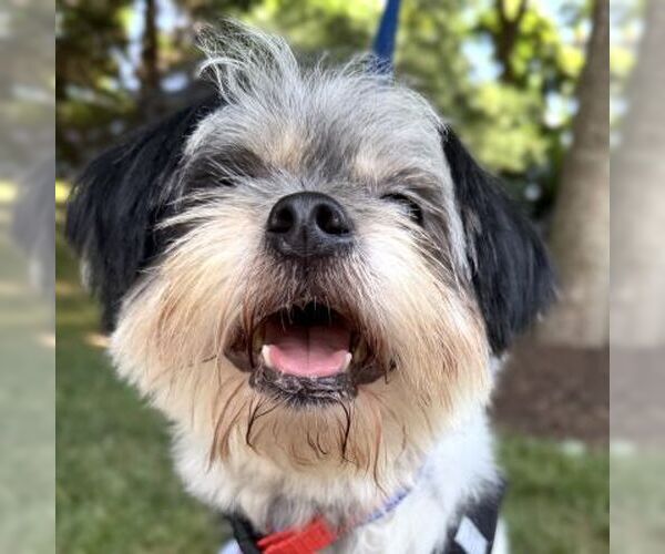 Medium Photo #5 Shih Tzu Puppy For Sale in Arlington, VA, USA