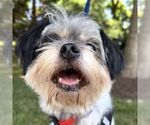 Small #4 Shih Tzu