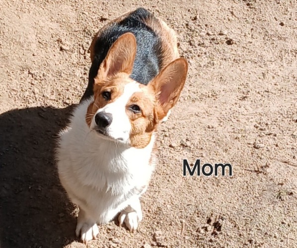 Medium Photo #1 Pembroke Welsh Corgi Puppy For Sale in BEULAVILLE, NC, USA