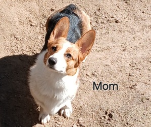 Mother of the Pembroke Welsh Corgi puppies born on 04/02/2025