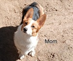Small Photo #1 Pembroke Welsh Corgi Puppy For Sale in BEULAVILLE, NC, USA